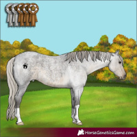 Horse Color:Silver Smoky Blue Roan