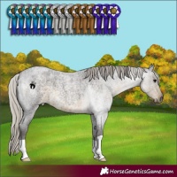 Horse Color:Silver Smoky Blue Roan 