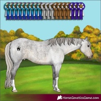 Horse Color:Silver Smoky Blue Roan 
