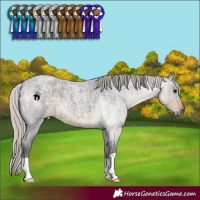 Horse Color:Silver Smoky Blue Roan 