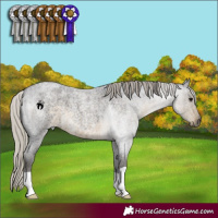 Horse Color:Silver Smoky Blue Roan 