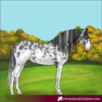 Horse Color:Black Sabino 