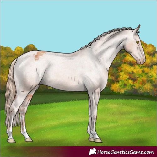 Horse Color:Gold Champagne Appaloosa Rabicano