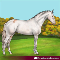 Horse Color:Gold Champagne Varnish Rabicano 
