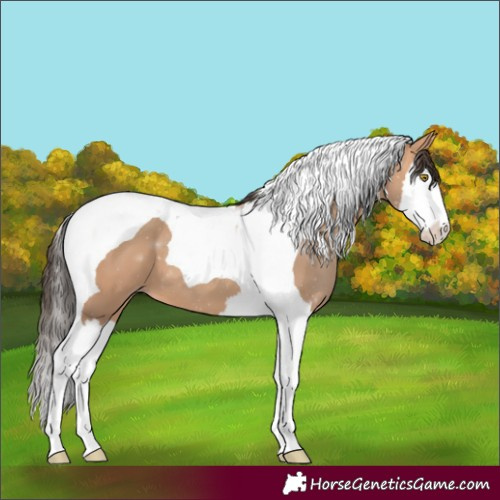 Horse Color:Amber Champagne Splash Tobiano 