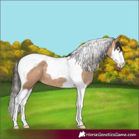 Horse Color:Amber Champagne Splash Tobiano 