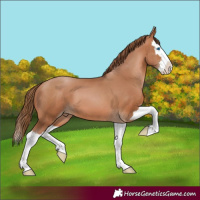 Horse Color:Brown Pearl Splash 