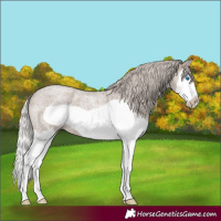 Horse Color:Silver Grullo Roan Splash Frame 
