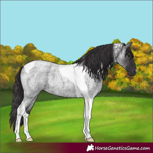 Horse Color:Smoky Blue Roan Tobiano 