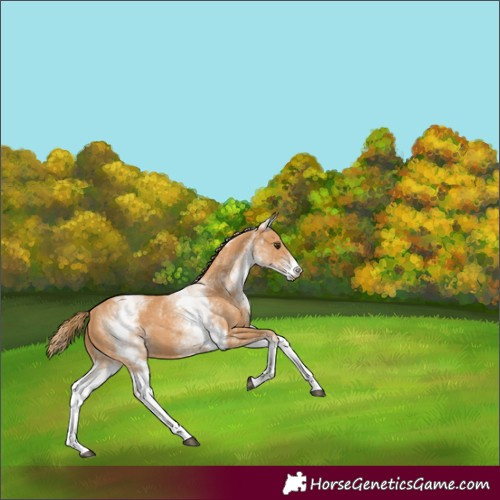 Horse Color:White Spotted Chestnut 