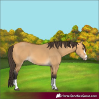 Horse Color:Buckskin Dun 