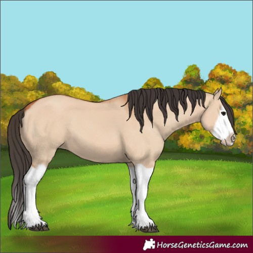 Horse Color:Bay Dun Splash Frame 