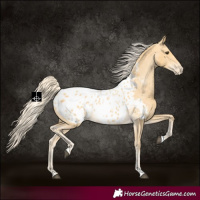 Horse Color:Palomino Appaloosa 