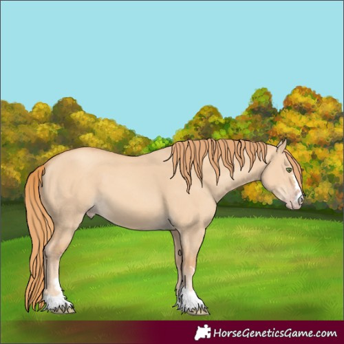 Horse Color:Gold Champagne Dun 