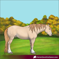 Horse Color:Gold Champagne Dun 