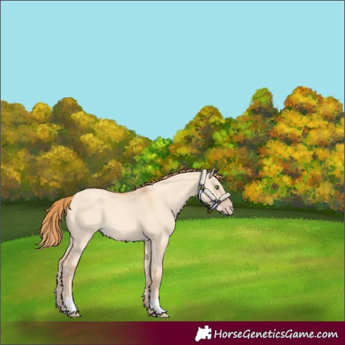 Horse Color:Gold Champagne Dun 