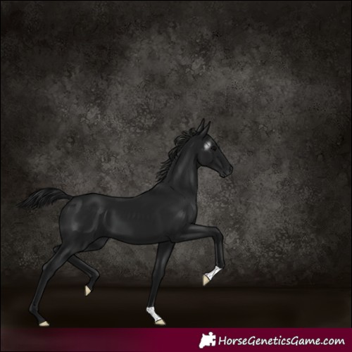 Horse Color:Gray Black