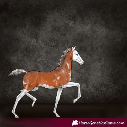 Horse Color:Silver Bay Sabino Splash