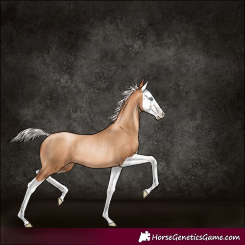 Horse Color:Gray Silver Classic Champagne Pearl Splash Rabicano 