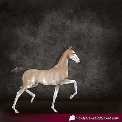 Horse Color:Classic Cream Champagne Sabino Rabicano 