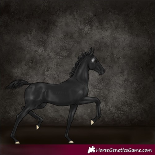 Horse Color:Gray Black 