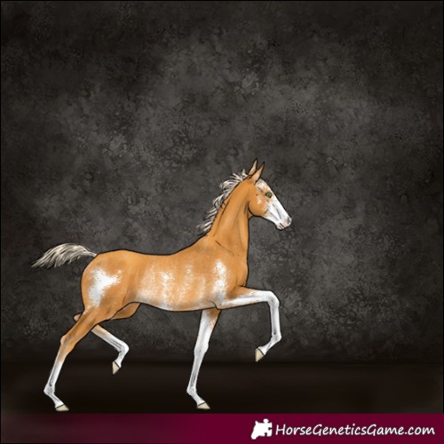 Horse Color:Gold Cream Champagne Sabino Rabicano 