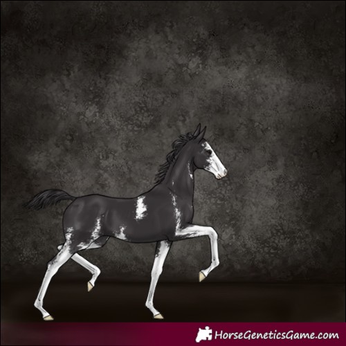 Horse Color:Smoky Black Sabino 