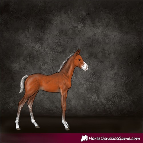 Horse Color:Silver Brown Sabino 