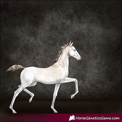 Horse Color:White Spotted Buckskin Roan Pearl Splash Rabicano 