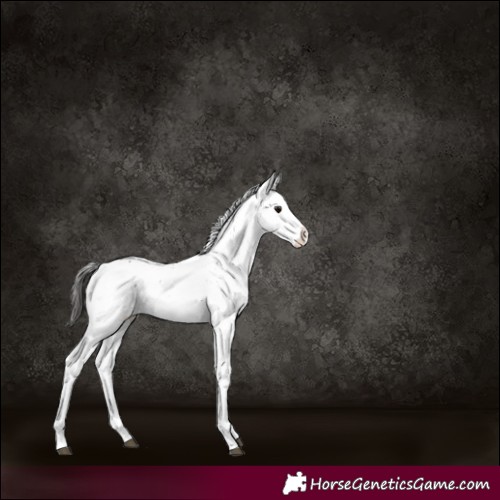 Horse Color:Buckskin Sabino Rabicano