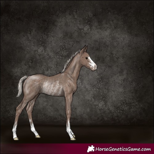 Horse Color:Silver Black Rabicano 