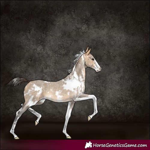 Horse Color:White Spotted Buckskin Dun Sabino Rabicano 