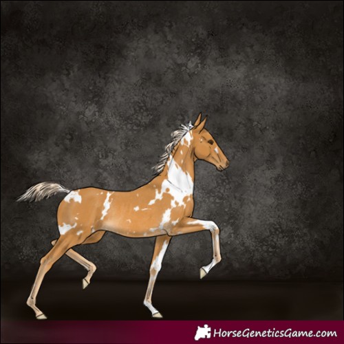 Horse Color:White Spotted Palomino Rabicano 