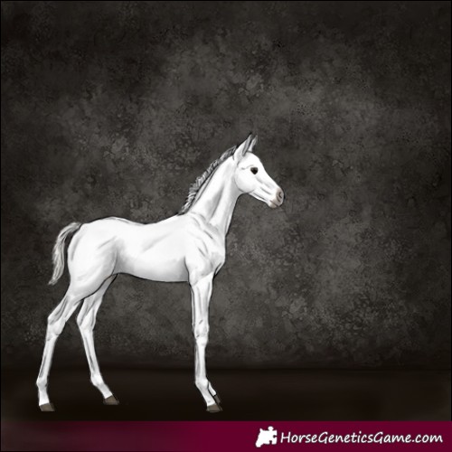 Horse Color:Gray White Spotted Silver Black 