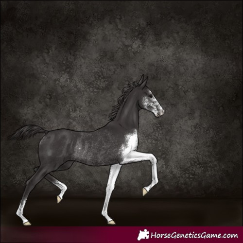 Horse Color:Smoky Black Sabino Rabicano