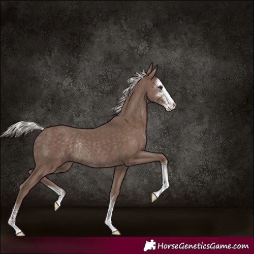 Horse Color:Silver Black Sabino Rabicano