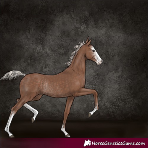 Horse Color:Silver Black Sabino Rabicano 