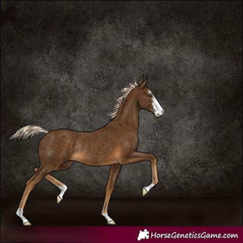 Horse Color:Chocolate Palomino Sabino Rabicano 