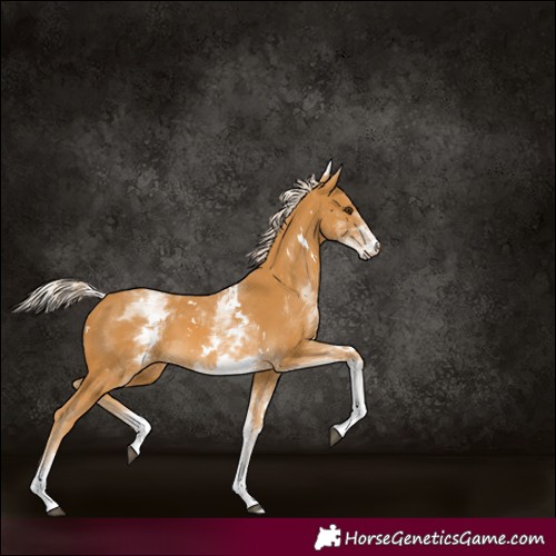 Horse Color:White Spotted Palomino