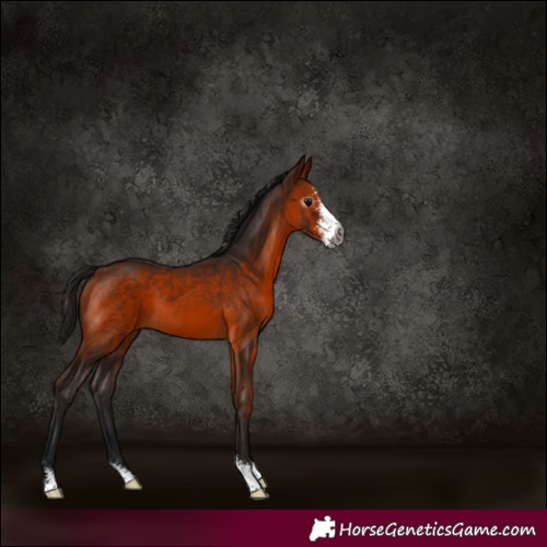Horse Color:Gray Bay Sabino 