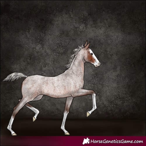 Horse Color:Silver Brown Roan Splash Rabicano 