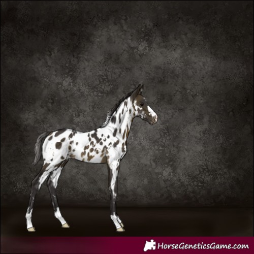 Horse Color:White Spotted Buckskin Appaloosa Rabicano 