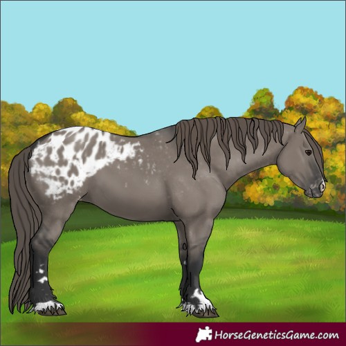 Horse Color:Grullo Appaloosa 