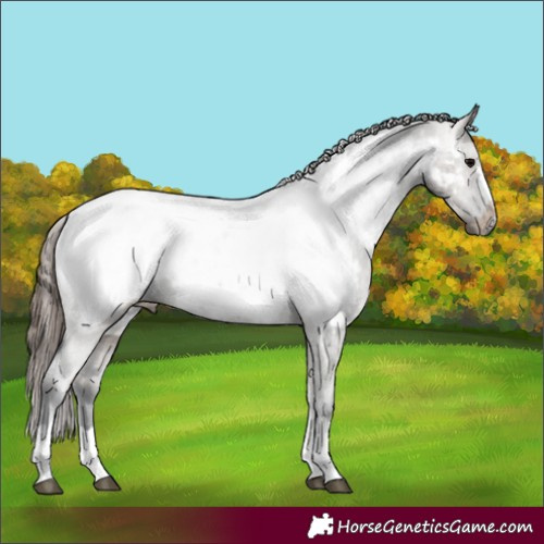 Horse Color:Grullo Appaloosa Rabicano 
