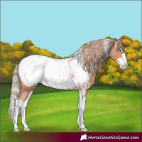 Horse Color:White Spotted Gold Champagne Splash Appaloosa 