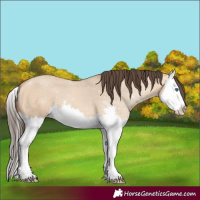 Horse Color:Amber Champagne Dun Sabino Splash 