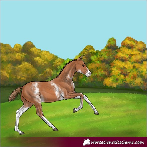 Horse Color:White Spotted Chestnut 