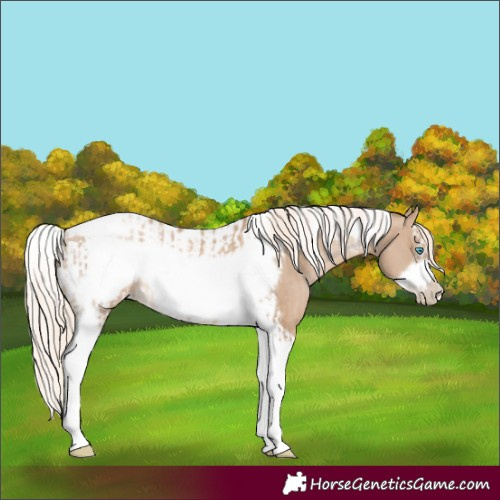 Horse Color:Chocolate Palomino Pearl Tobiano Frame Rabicano  and Chocolate Palomino Pearl Splash Tobiano Frame Rabicano 