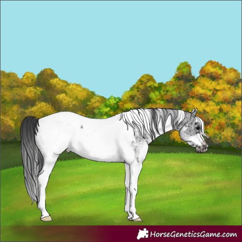 Horse Color:White Spotted Black Splash Tobiano Frame Appaloosa 