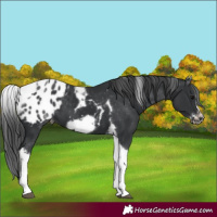 Horse Color:White Spotted Black Splash Tobiano Frame Appaloosa